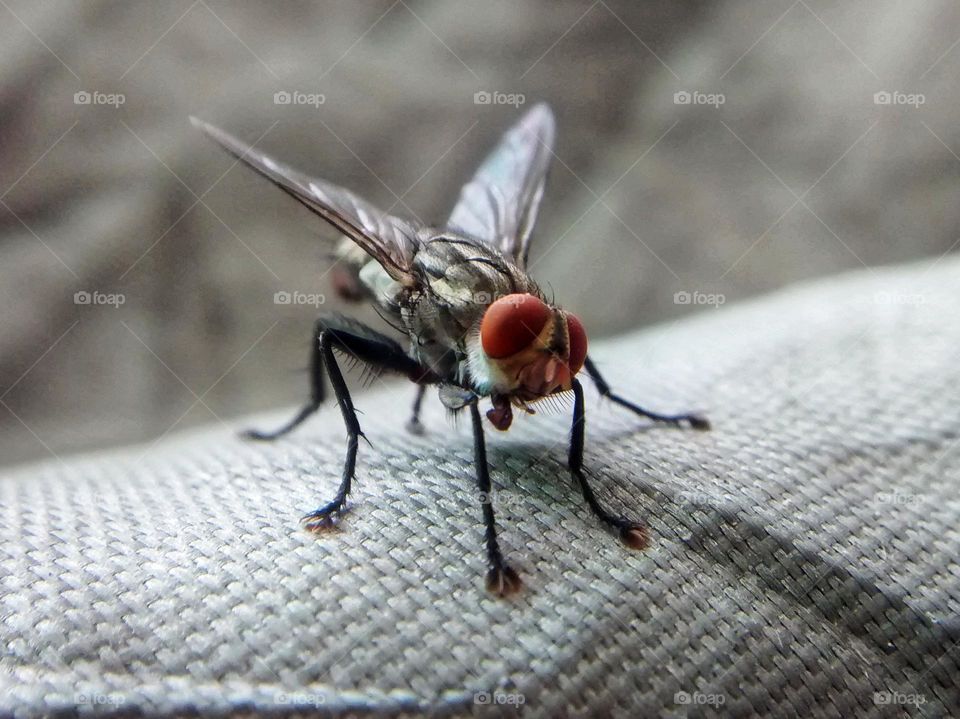 close up of housefly.