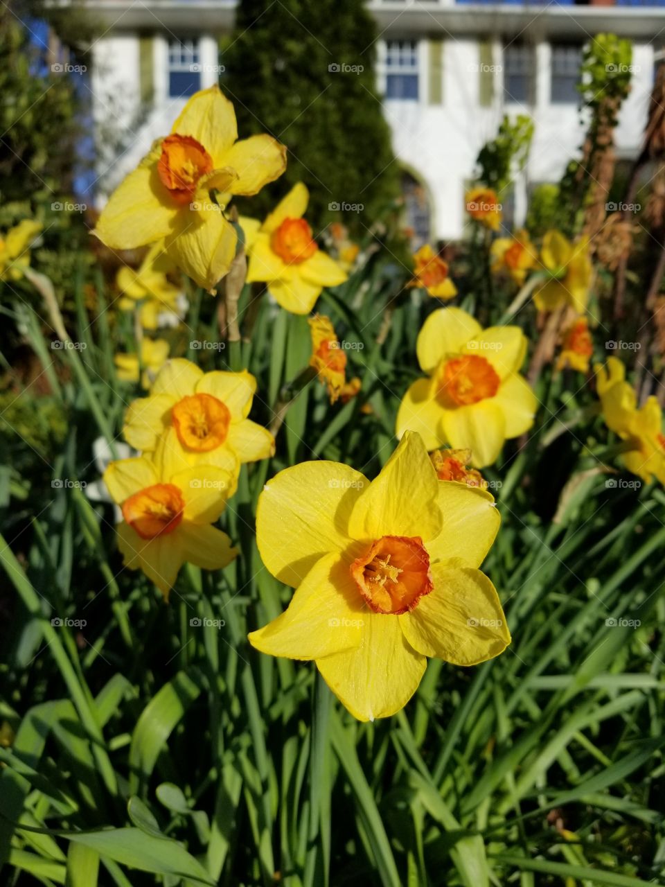 beautiful spring flowers