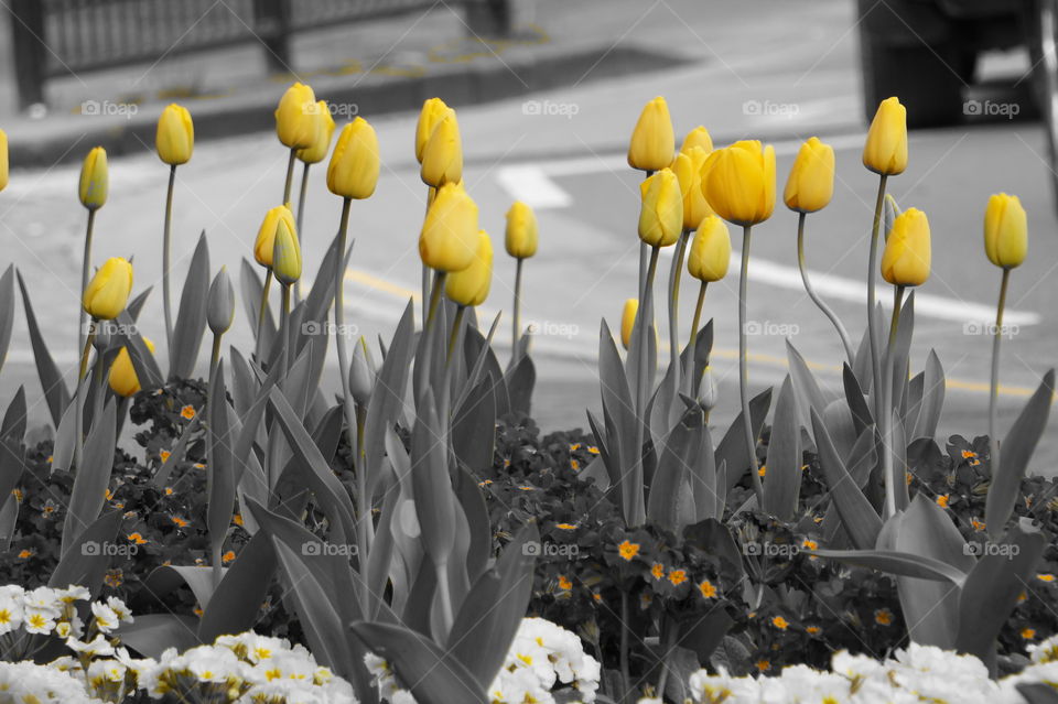 yellow tulips