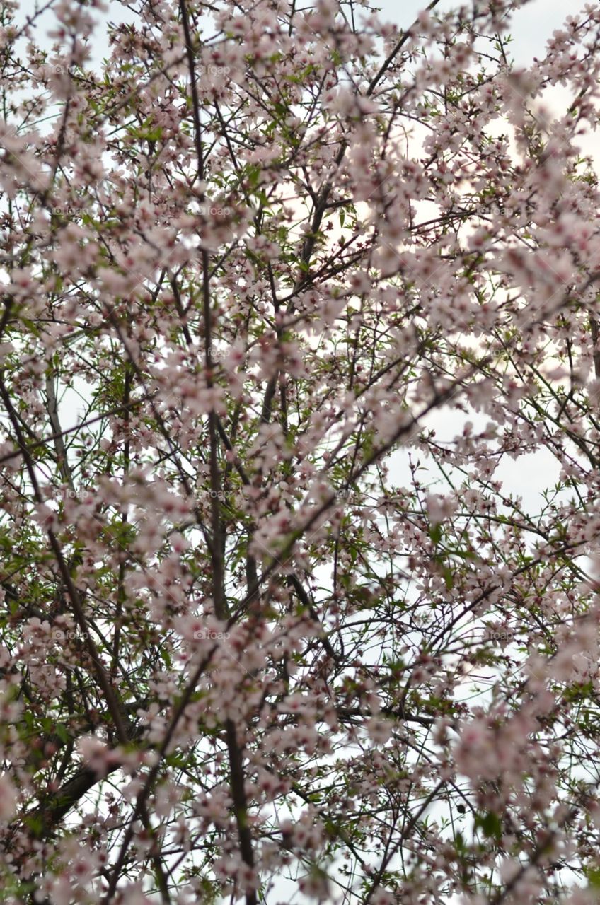 blossoms