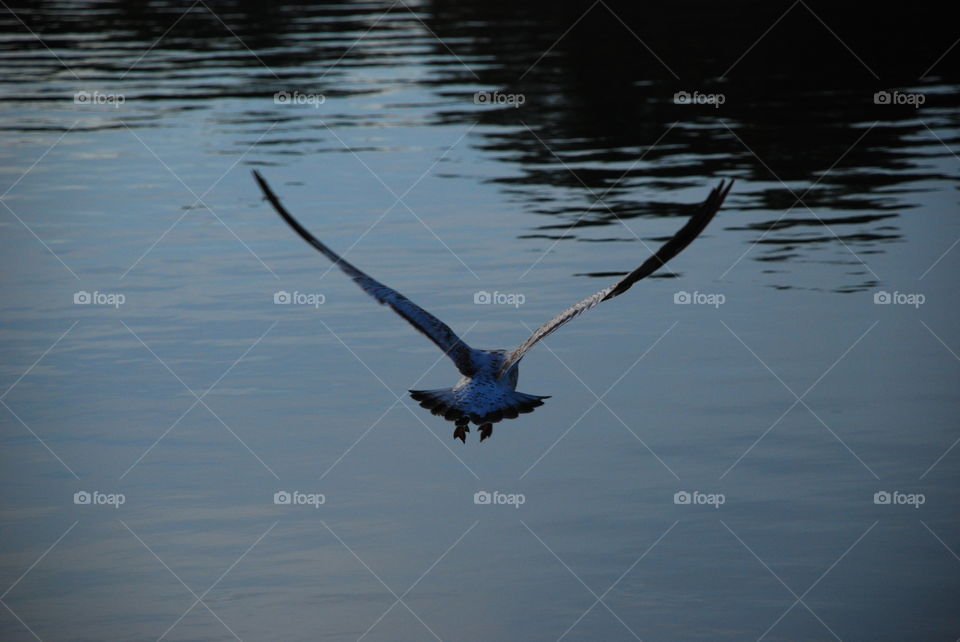 Bird over water. 