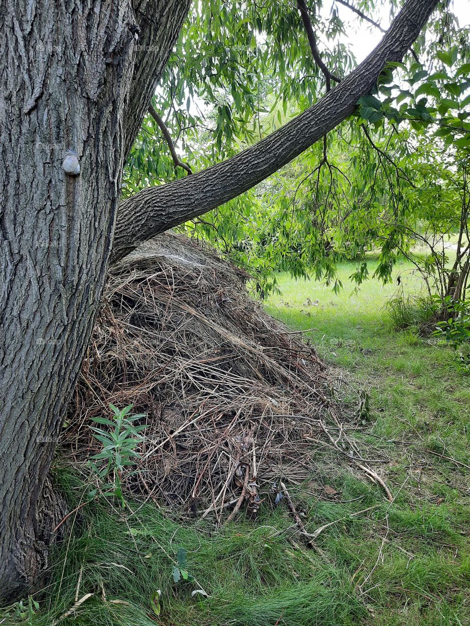 gathering all branches from the garden