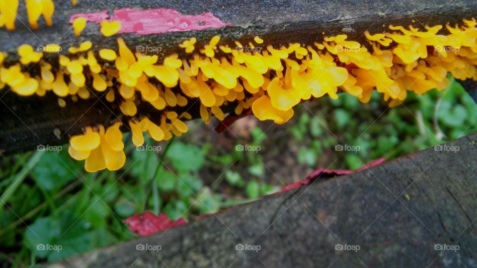 Nature, Flora, Leaf, No Person, Flower