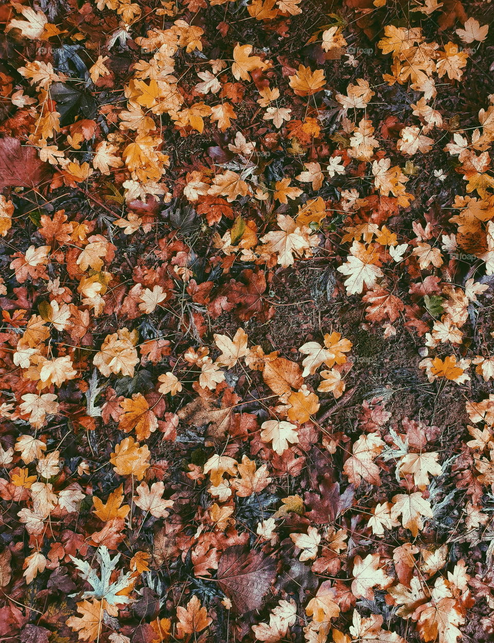 Autumn fallen leaves