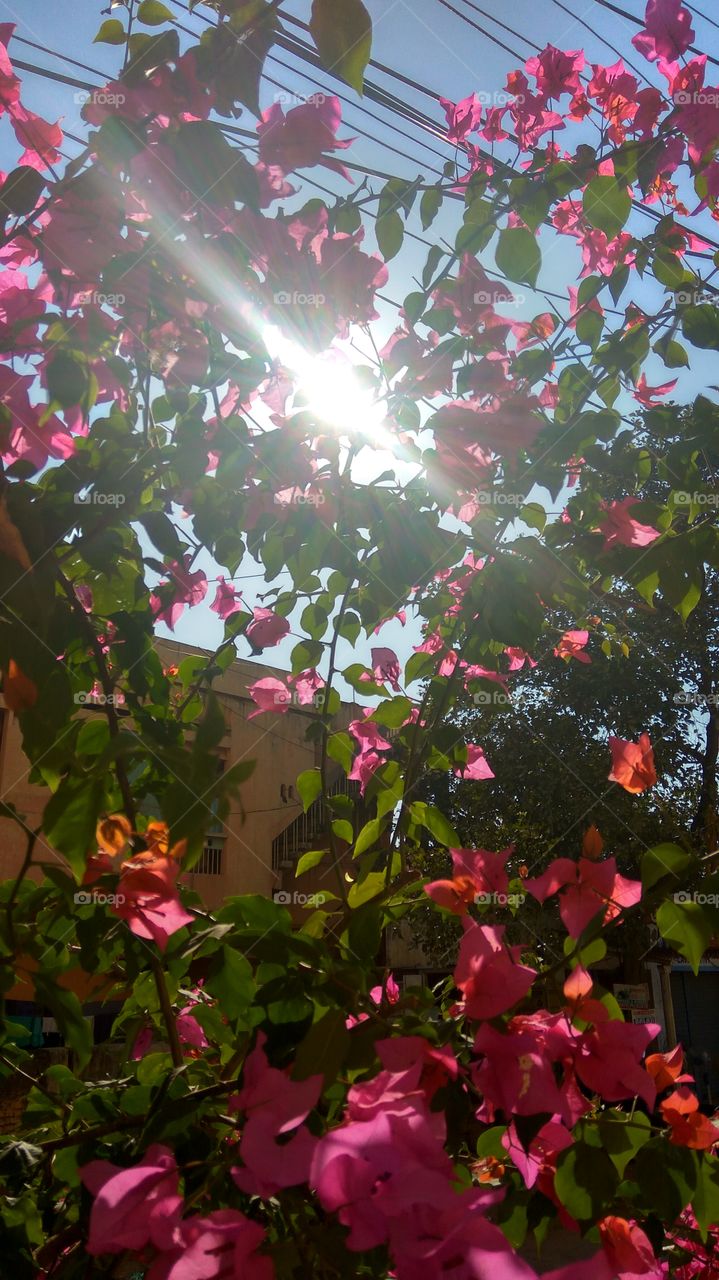 the shade of shadow between in red flowers lovely sun