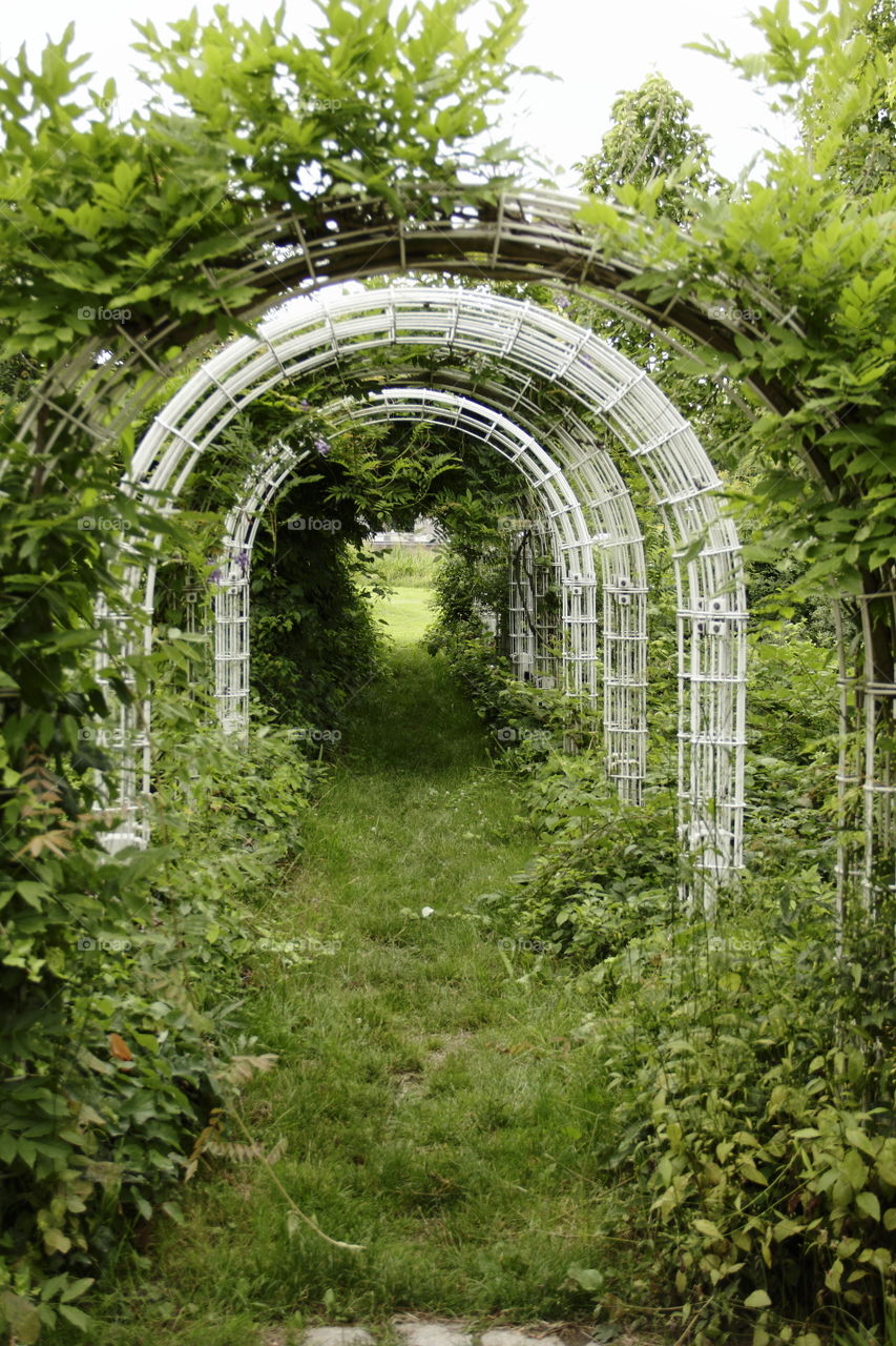 a arc with green plants, a way in green, in nature 