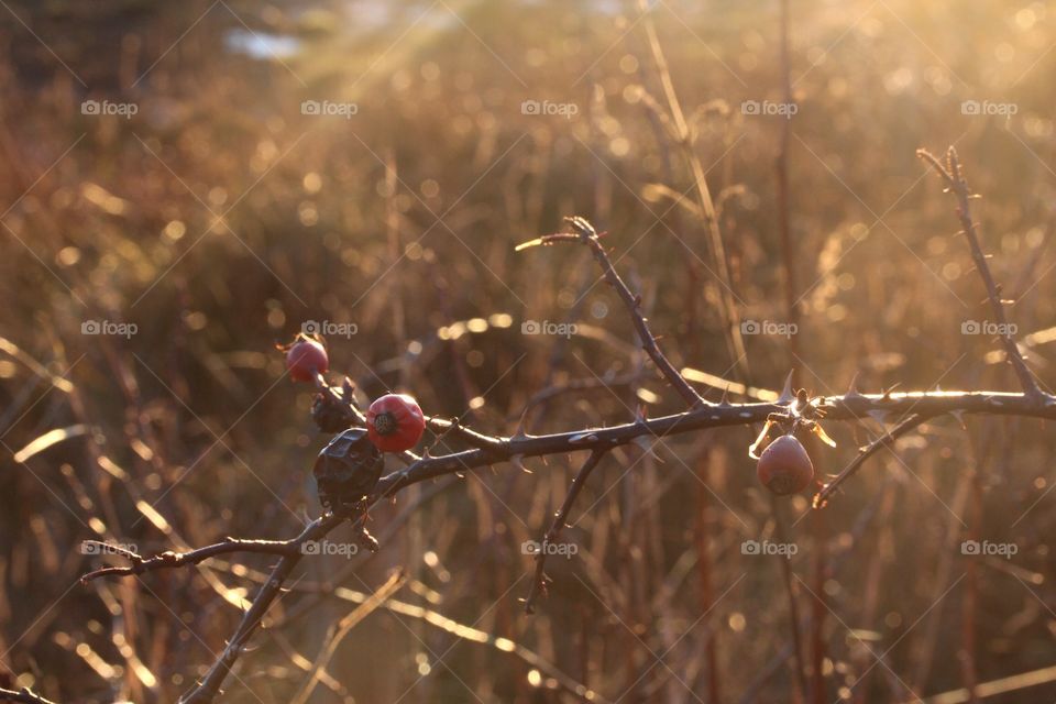 Close-up of berries