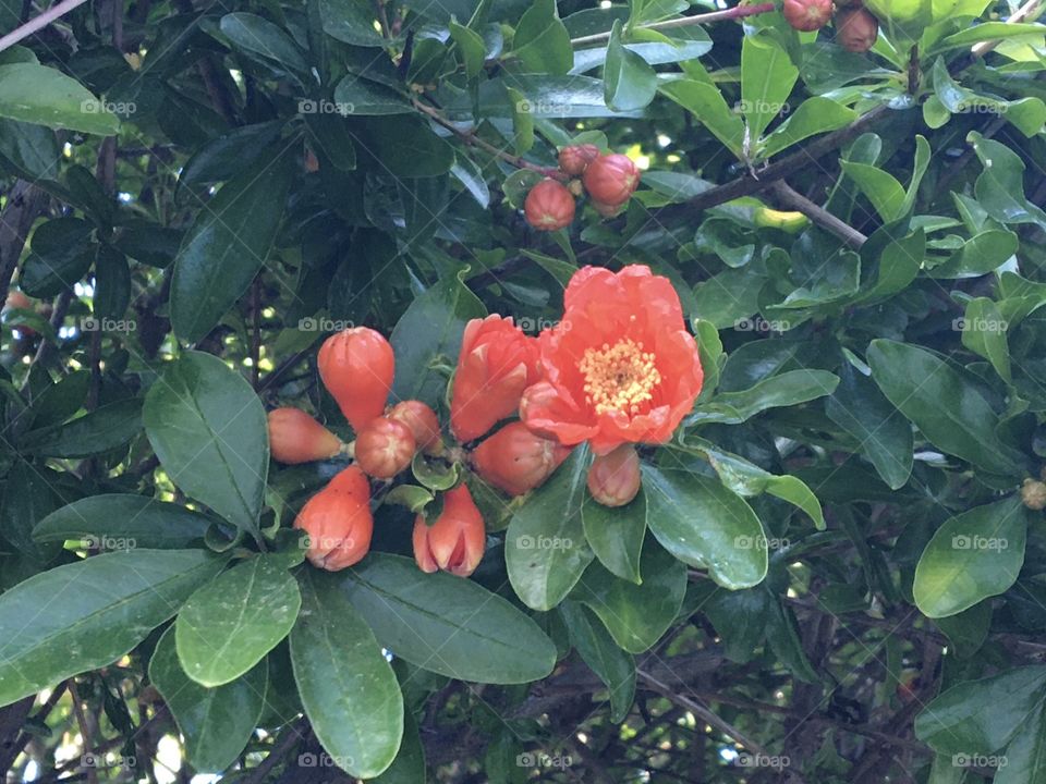 Orange flowers in tree