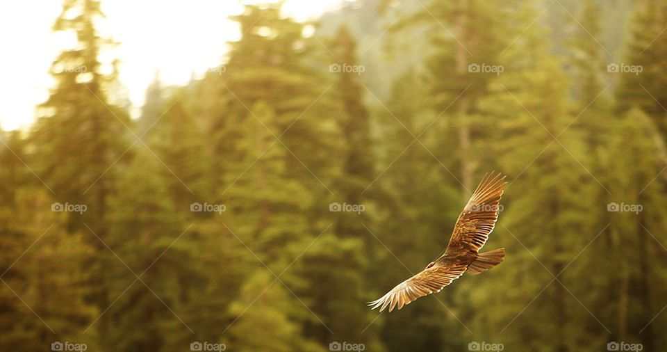 Hawk in flight