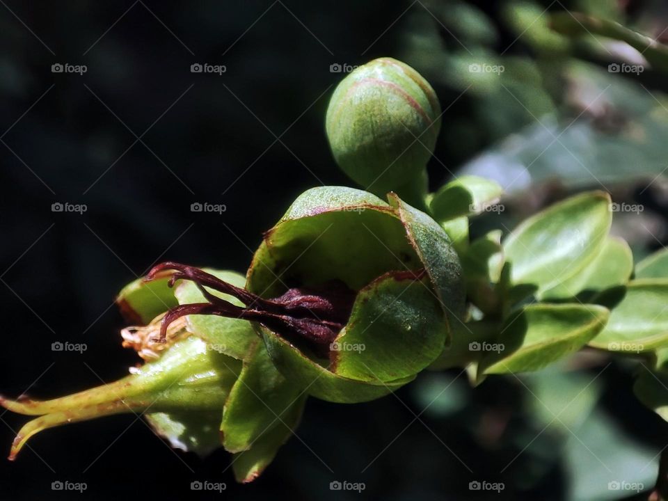 Macro photo of a flower growing in the garden