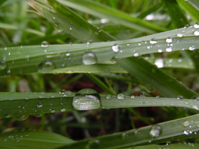 Dew.