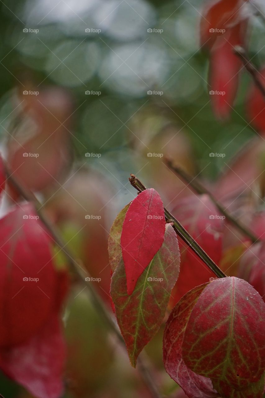 Bokeh background, “leafy” foreground. 