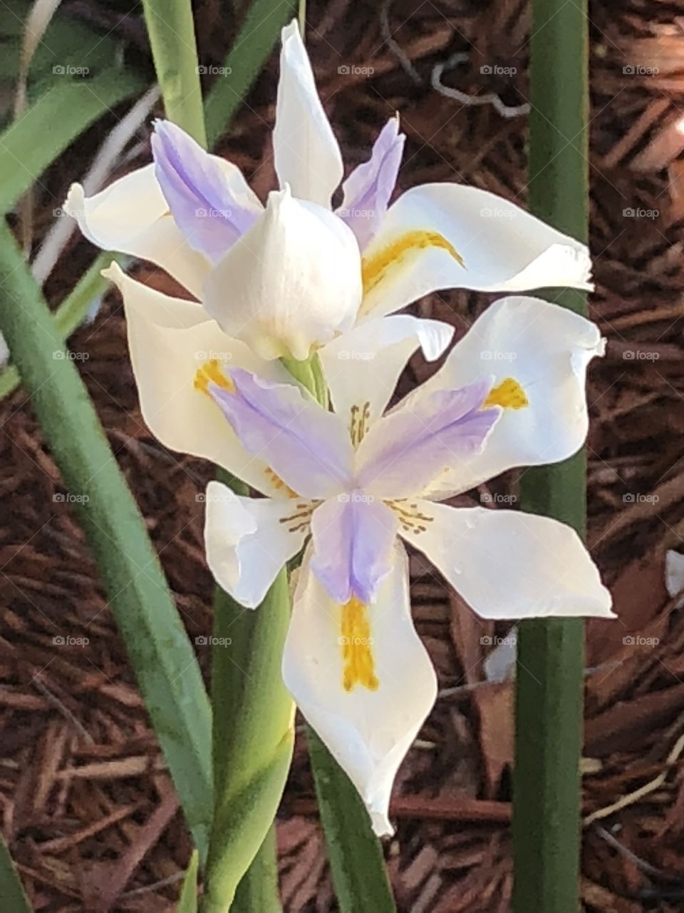 Iris