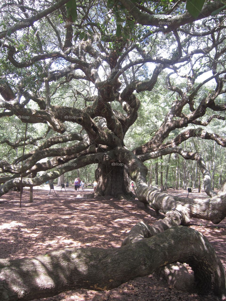 Angel Oak Tree