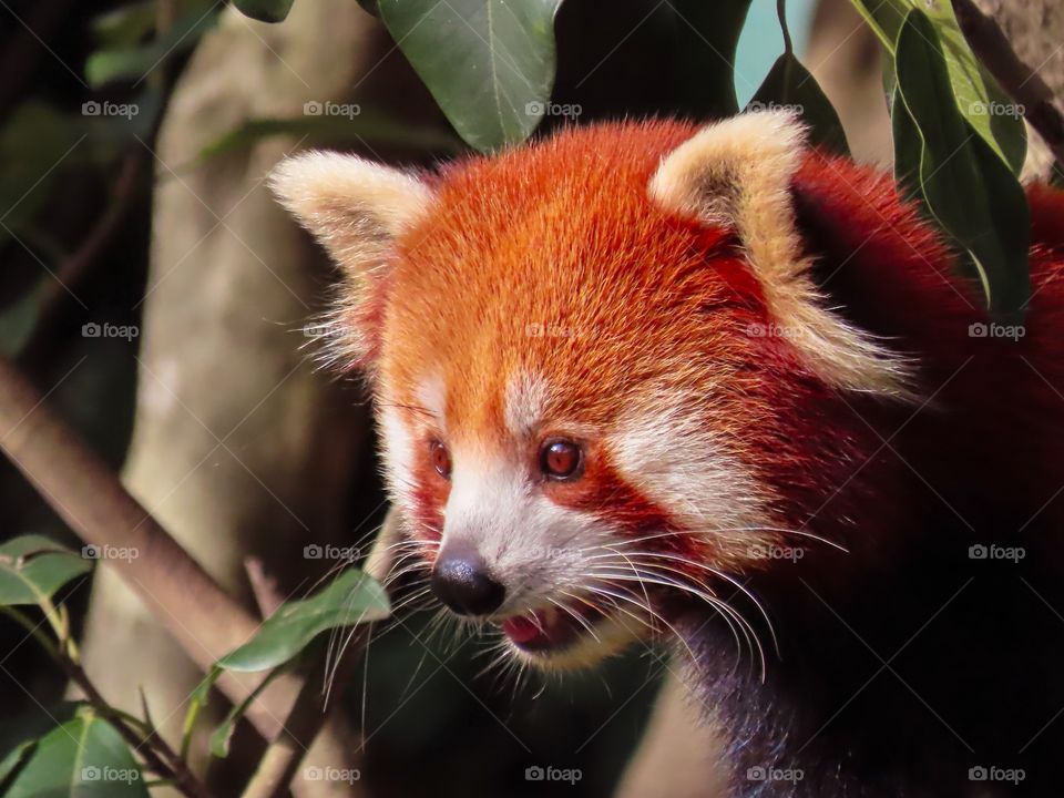 Red panda emerging from the trees.