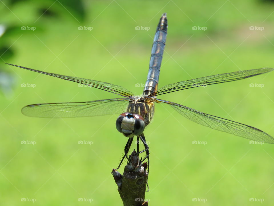 dragonfly smiling