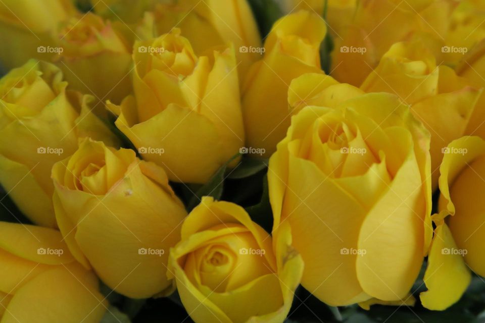 Yellow Rose