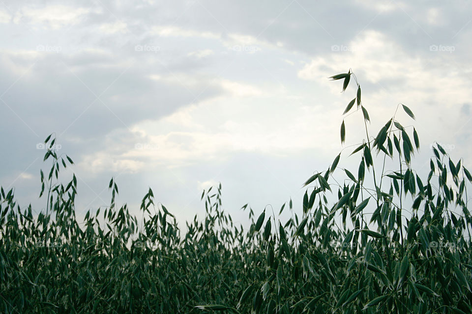 Sky and a field 