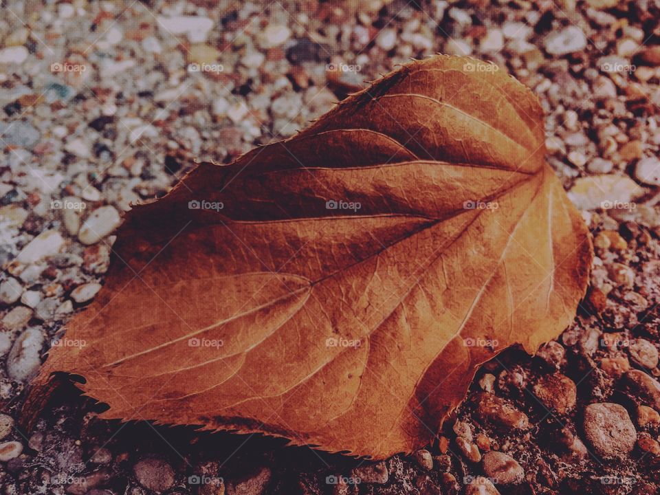 Fall, Leaf, Nature, No Person, Desktop