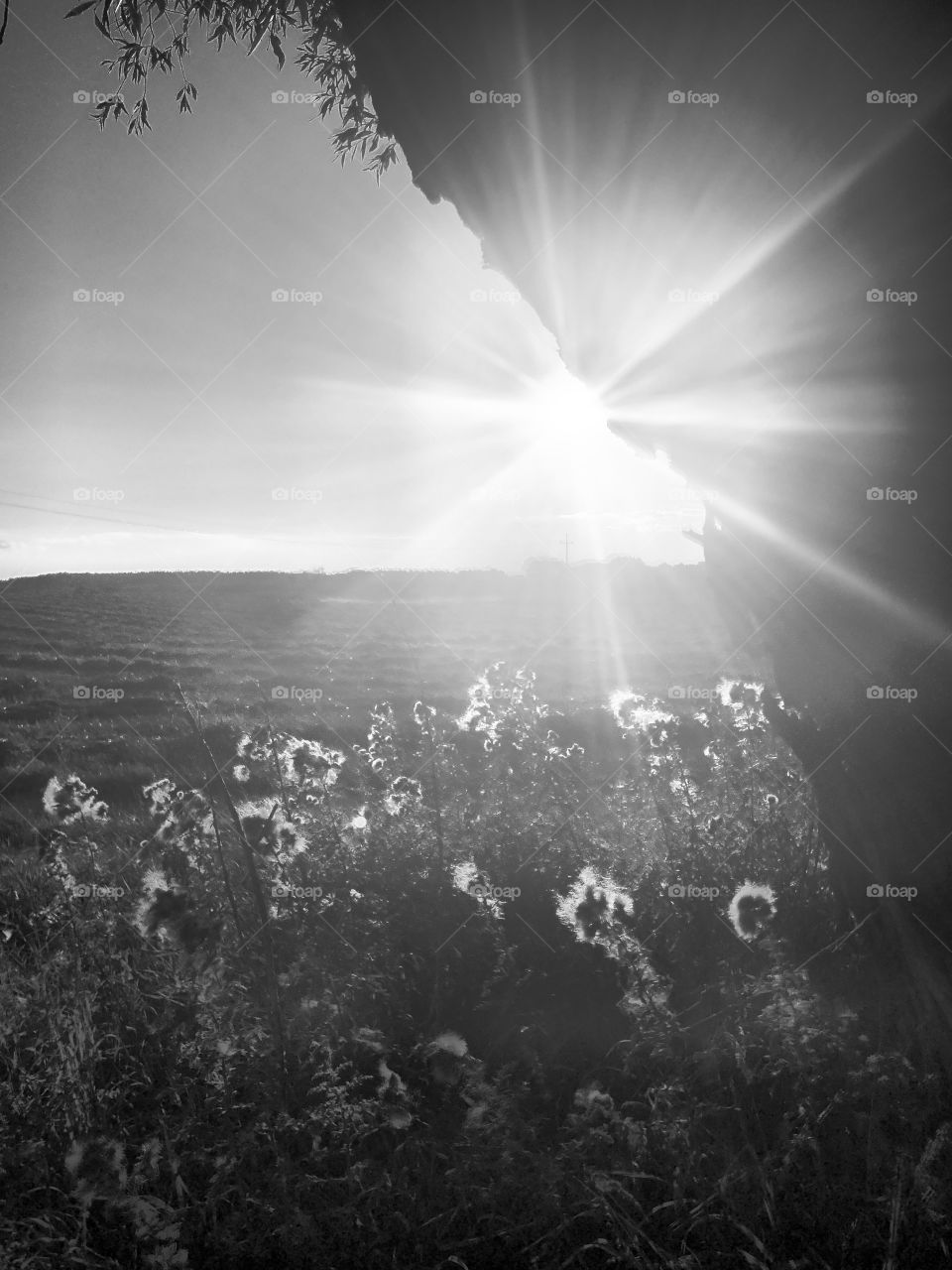 sunbeam in black and white