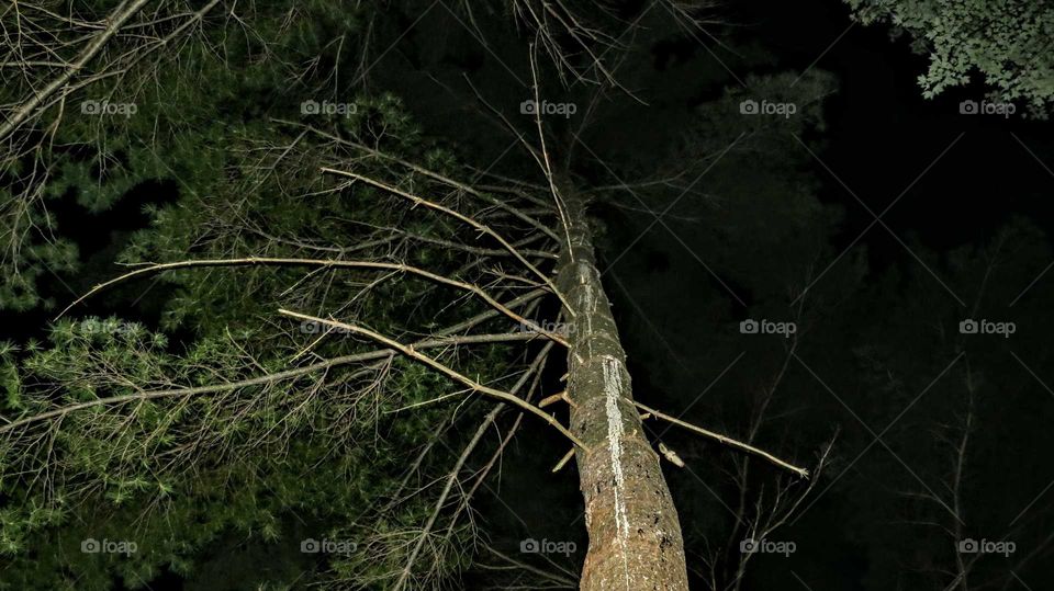 Flying Squirrels on tall tree