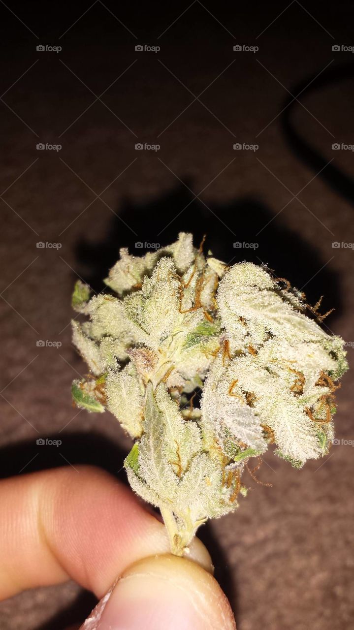 Buds :). A perfect shot of some buds i grew. Indoor grown :) Those crystals are on point!
