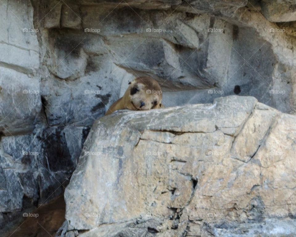 baby seal relaxing