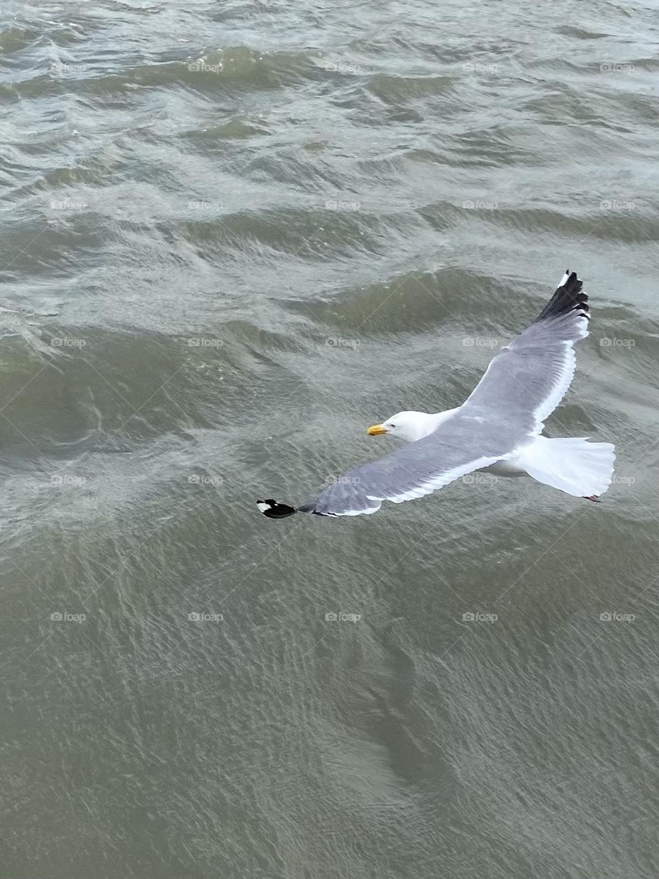 A get and whit seagull searching for food over the Pacific Ocean.