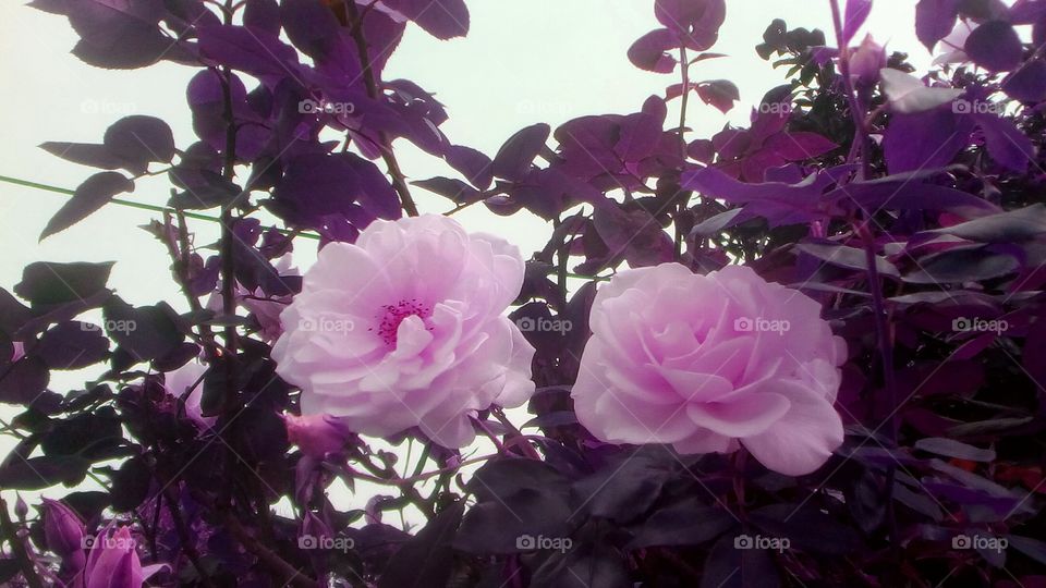 Beautiful blooming purple pink roses
up to sky surrounded by branches and leaves