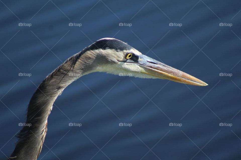 Upclose Picture of a Giant Blue Heron Face