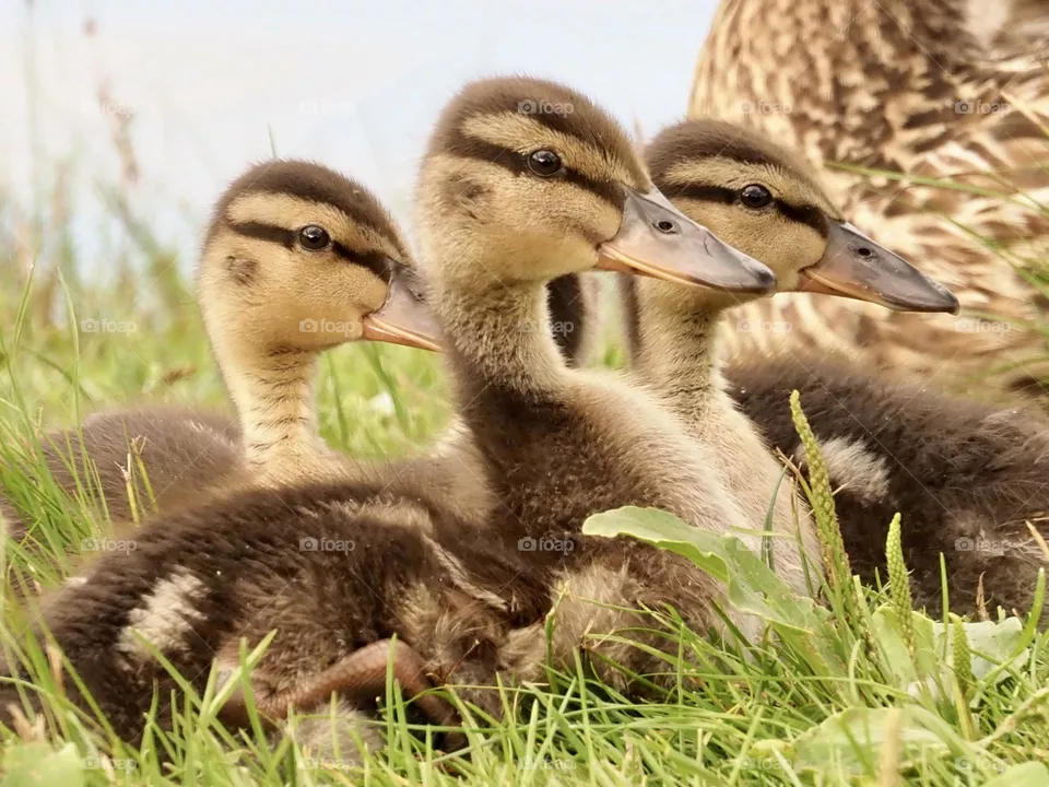 🦆