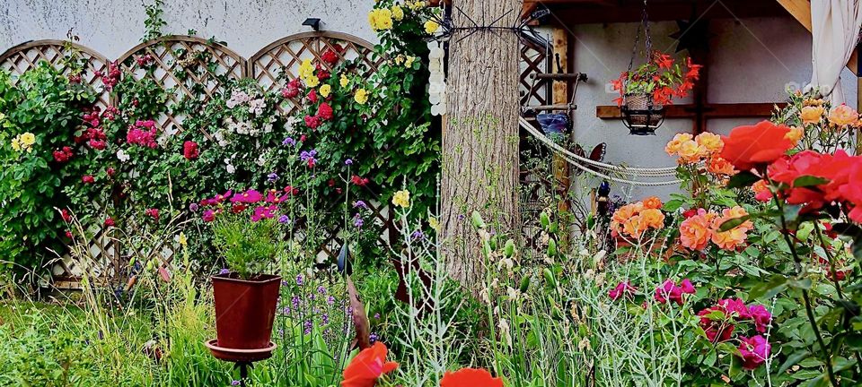 Roses in red as well as other colors are climbing up on the wicker rattan structure built especially for that purpose and other flowers are growing in a beautiful garden in “Bavaria”, Germany. 2023. Hypnotic Productions