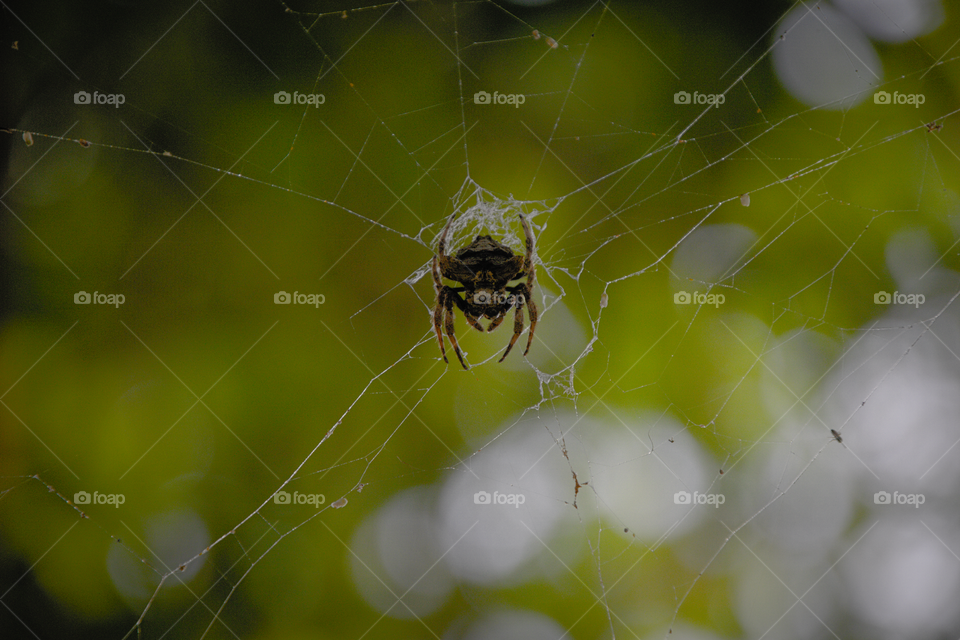 Forest spider