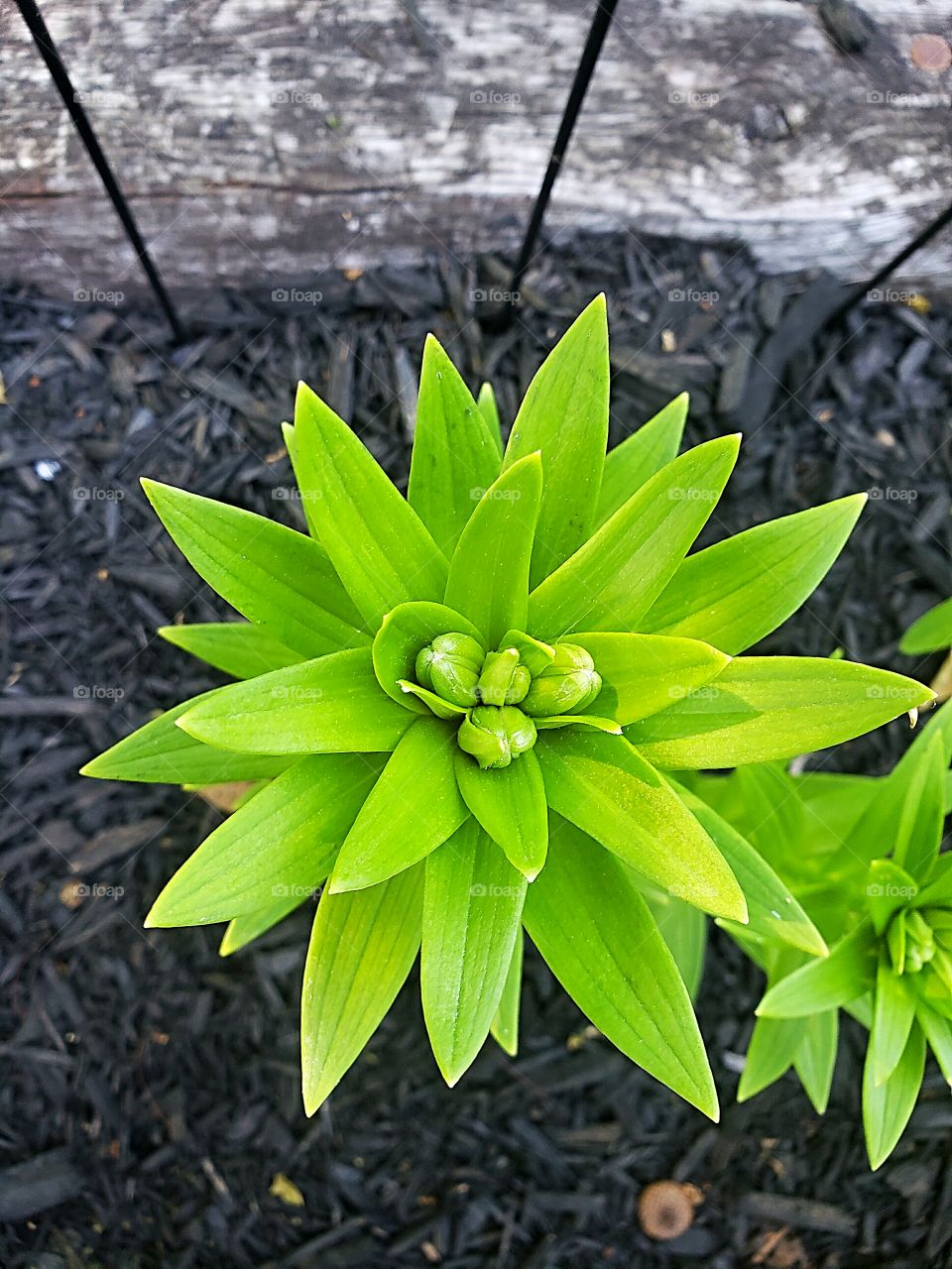 lily perennial will bloom soon