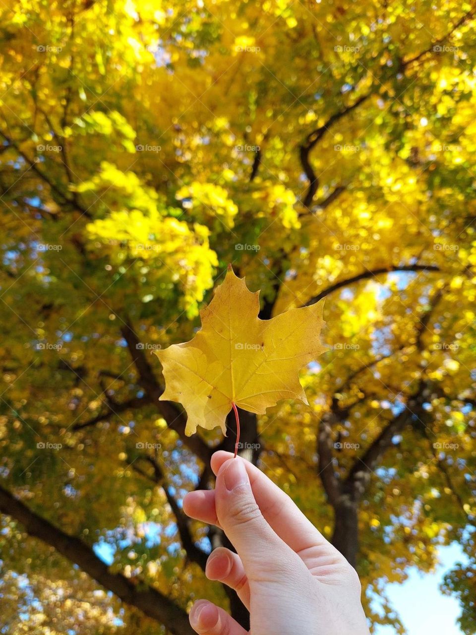 When the leaves turn yellow and the weather becomes cooler, I know it’s time of autumn