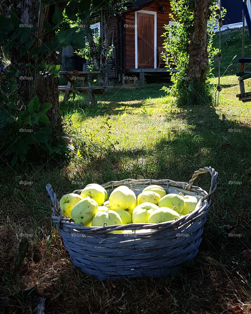 A basket full of apples
