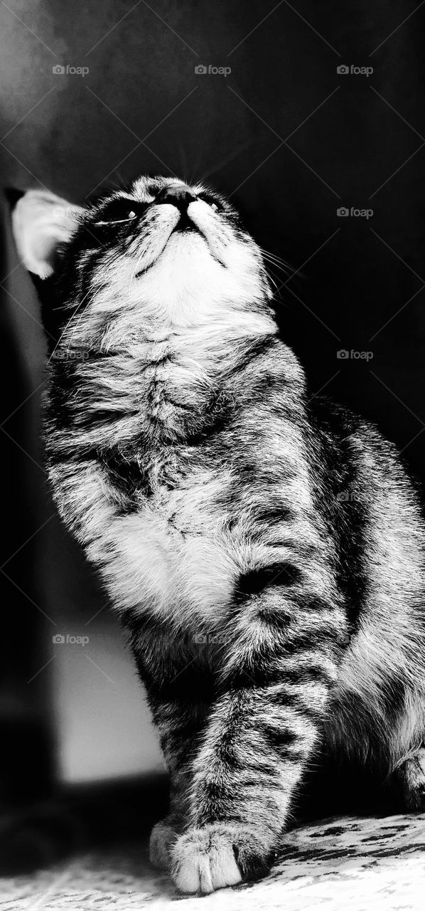 Black & white
My cat's name is Gandom.