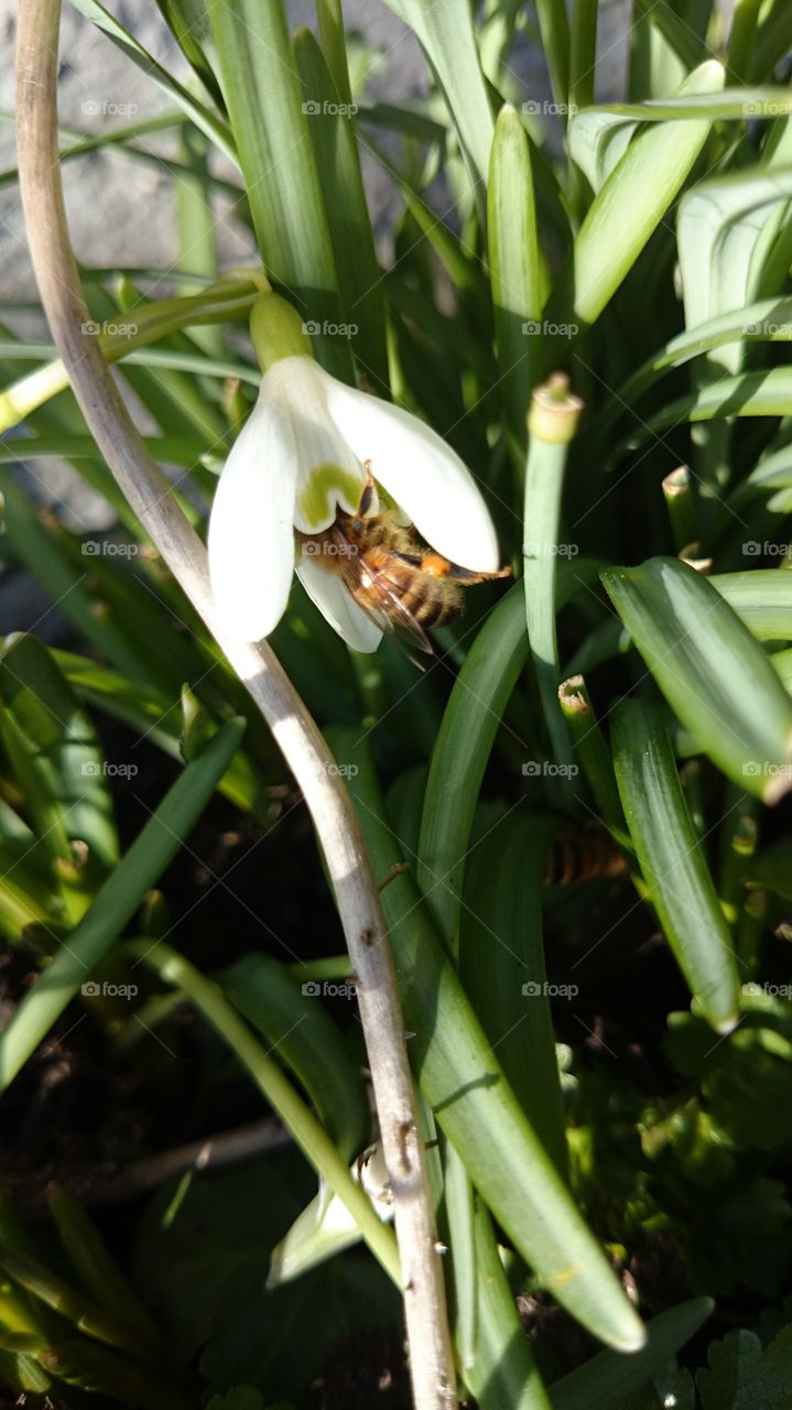 Bee inside a flower