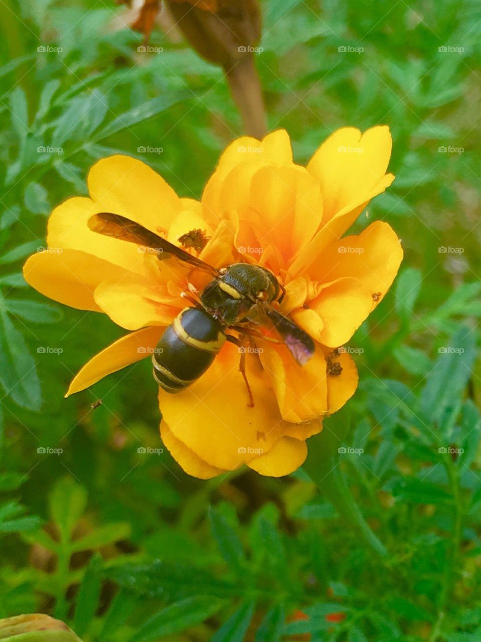 A bee working on a flower