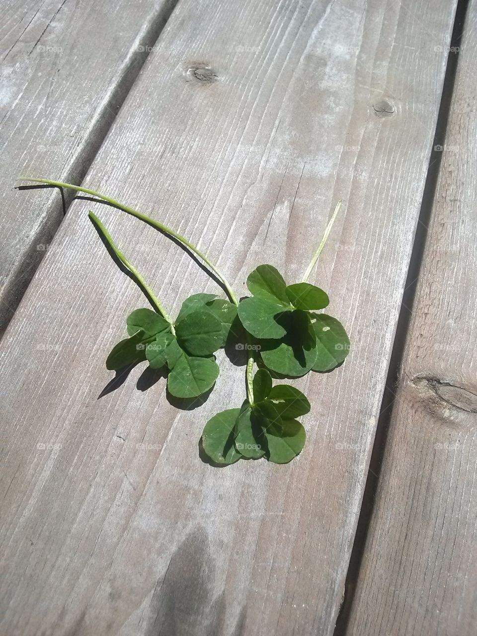 Multiple leaves on a clover