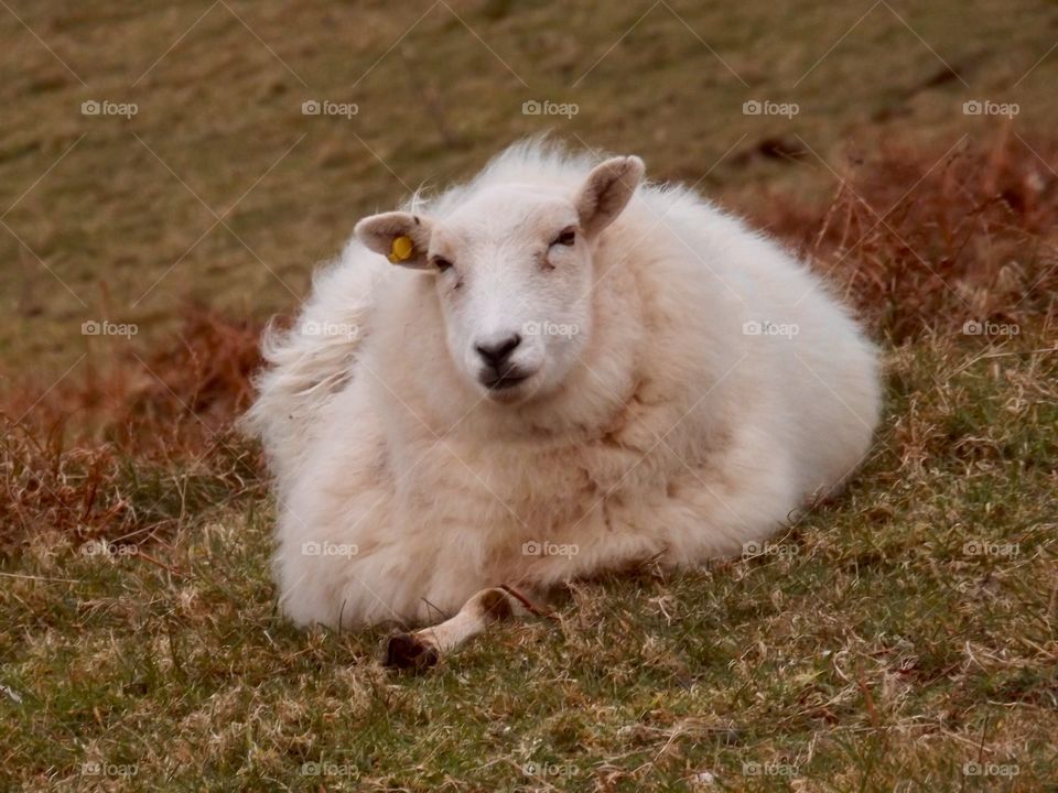 Sheep laying down on the grass, in a field on the Torrs of North Devon. Livestock looking straight at the camera. 