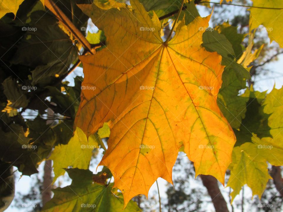 autumn leaf, maple, October, September, Russia
