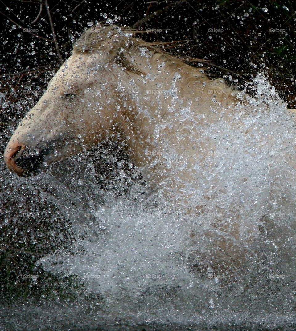 Wild Stallion Running in River