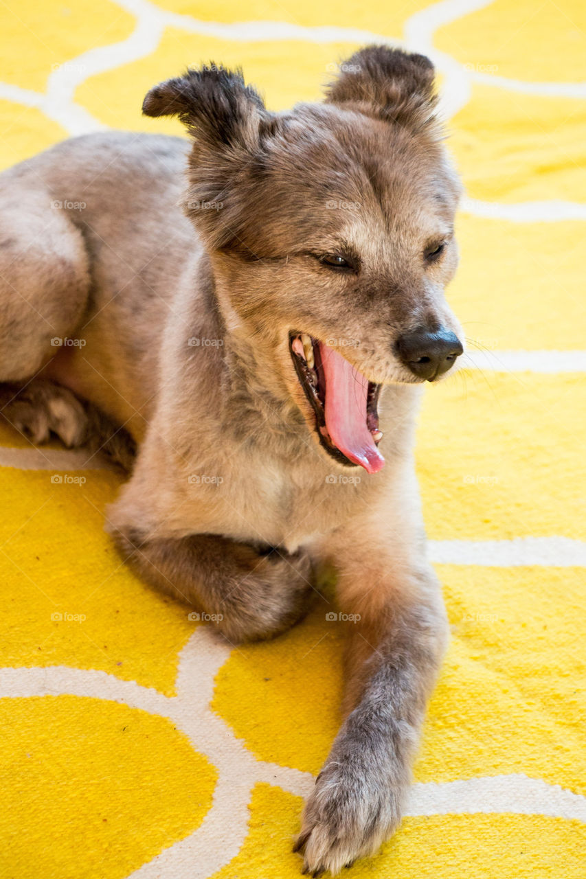 Dog yawning on rug