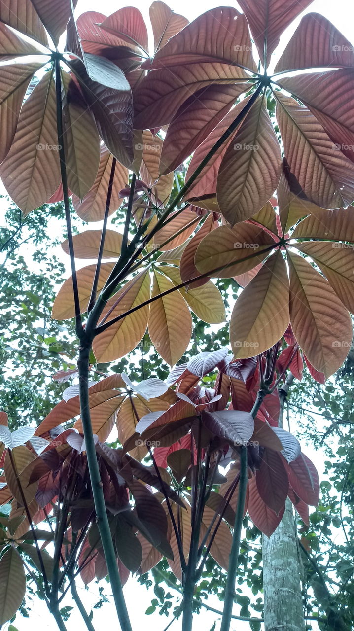 DAS NATUR, NATÜRLICHES LICHT, UMWELT, PFLANZENWELT, SONNENLICHT, BÄUME, BLÜTEZEIT, GUTES WETTER, HIMMELBLAU Haaallooouuu liebe freunde
Woooow! Wunderbar!!!👍👍👍💙
Ich gebe da 5 große sterne ⭐⭐⭐⭐⭐ warum habt Wunderbar ...