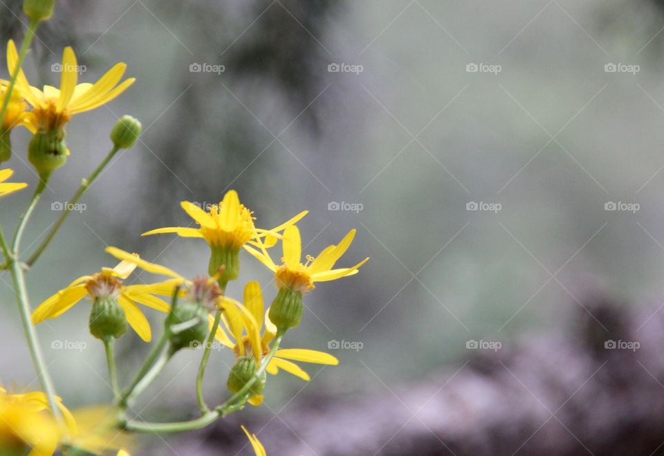 Yellow buds . Flowers in Arizona 
