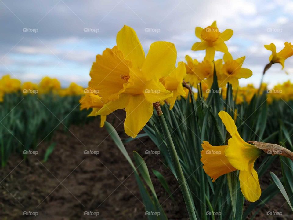 daffodils