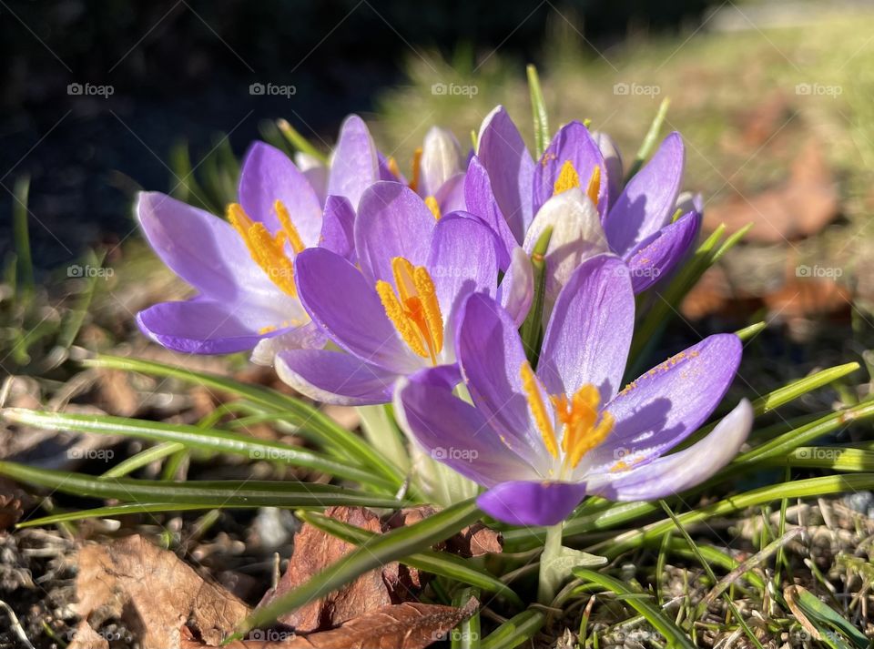 Spring blossom