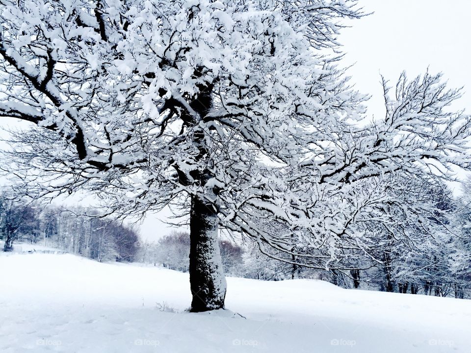 Tree covered in snow