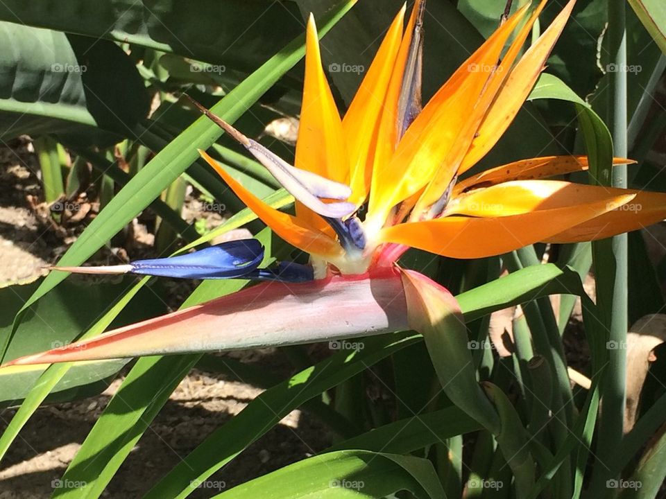 Birds of Paradise